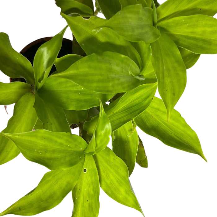 Corofitam Insulin Plant Hybrid Plant healthy Live Plant On Pot - Kadiyam Nursery