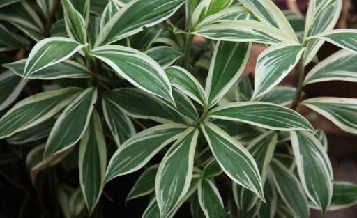 Costus speciosus variegatus,Costus Variegatus, Variegatus Ginger - Kadiyam Nursery