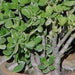 Crassula arborescens,Crassula, Silver Dollar Plant, Silver Jade, Money Tree,Stone Crop - Kadiyam Nursery