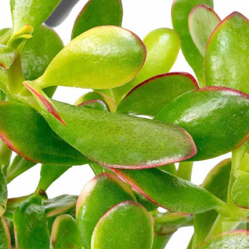 Crassula Ovata plant - Kadiyam Nursery