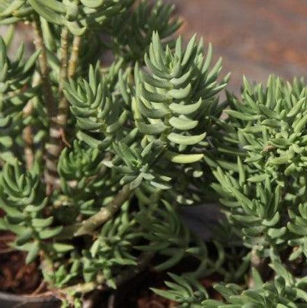 Crassula tetragona,Miniature Pine Tree - Kadiyam Nursery