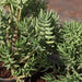 Crassula tetragona,Miniature Pine Tree - Kadiyam Nursery