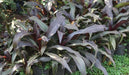 Crinum amabile,Giant Spider Lily, Giant Blood Lily - Kadiyam Nursery