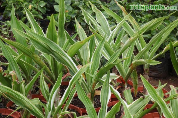 Crinum japonicum variegatum,Japanese Variegated Crinum - Kadiyam Nursery