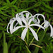 Crinum Lily, Spider Lilly (White) - Plant - Kadiyam Nursery