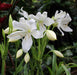 Crinum Lily, Spider Lilly (White) - Plant - Kadiyam Nursery