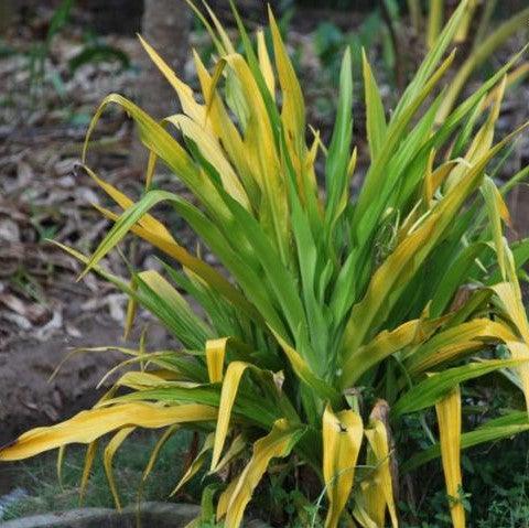 Crinum xanthophyllum,Crinum Yellow - Kadiyam Nursery