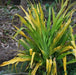 Crinum xanthophyllum,Crinum Yellow - Kadiyam Nursery