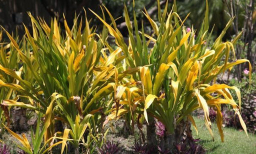 Crinum xanthophyllum,Crinum Yellow - Kadiyam Nursery