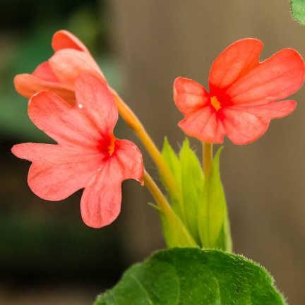 Crossandra Pink (Crossandra infundibuliformis) Firecracker Flower Kanakambaram Live Plant (1 healthy Live Plant) - Kadiyam Nursery