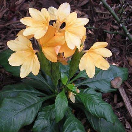 Crossandra Yellow (Crossandra infundibuliformis) Firecracker Flower Kanakambaram Live Plant (1 healthy Live Plant) - Kadiyam Nursery