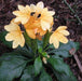 Crossandra Yellow (Crossandra infundibuliformis) Firecracker Flower Kanakambaram Live Plant (1 healthy Live Plant) - Kadiyam Nursery