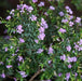 Cuphea hyssopifolia hybrid light purple,Cuphea Light Purple - Kadiyam Nursery