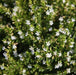 Cuphea hyssopifolia hybrid white,Cuphea White - Kadiyam Nursery