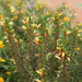 Cuphea melvillea,Bush Cuphea - Kadiyam Nursery