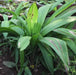 Curculigo capitulata,Curculigo, Ground Orchid - Kadiyam Nursery