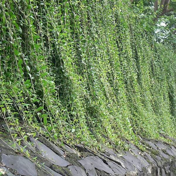 Curtain creeper, Vernonia creeper, Parda bel - Plant - Kadiyam Nursery