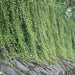 Curtain creeper, Vernonia creeper, Parda bel - Plant - Kadiyam Nursery