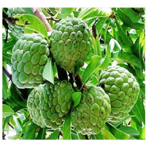 Custard Apple Balanagar Green Sugar Apple Sitafal Ata Fruit Grafted Live Plants & Tree - Kadiyam Nursery