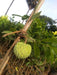 Custard Apple Balanagar Green Sugar Apple Sitafal Ata Fruit Grafted Live Plants & Tree - Kadiyam Nursery