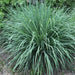 Cymbopogon floxosus,Lemon Grass, Citronella Grass - Kadiyam Nursery