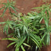 Cyperus albostriatus vareigatus,Cyperus Vareigated - Kadiyam Nursery
