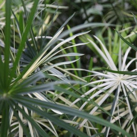 Cyperus alternifolius variegated,Variegated Umbrella Grass - Kadiyam Nursery