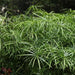 Cyperus alternifolius,Umbrella Grass, Umbrella Plant - Kadiyam Nursery