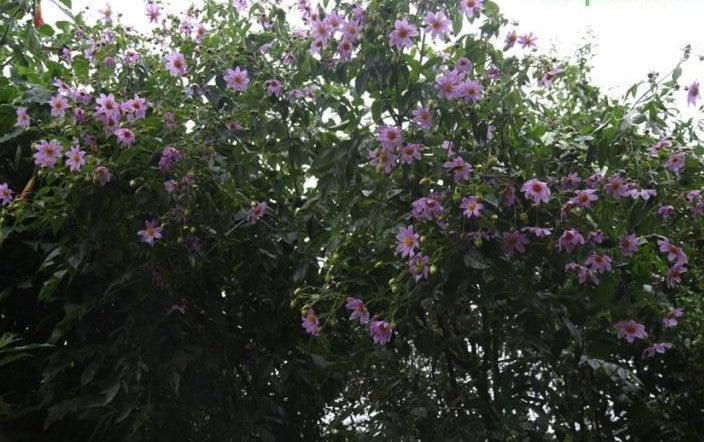 Dahlia imperialis,Tree Dahlia - Kadiyam Nursery