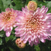 Dendranthema pink,Chrysanthemum Pink - Kadiyam Nursery