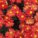 Dendranthema red,Chrysanthemum Red - Kadiyam Nursery