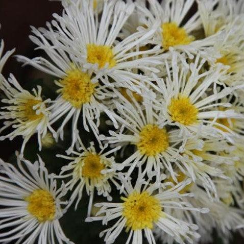 Dendranthema spider varieties,Quilled Daisy Mum, Florist's Chrysanthemum, Chrysanthemum, - Kadiyam Nursery