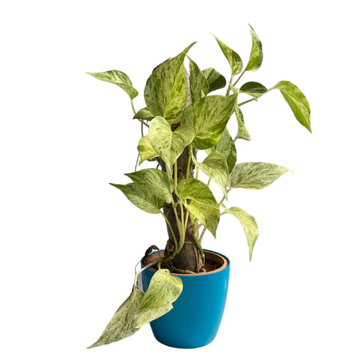 Devil’s ivy (Epipremnum aureum) Golden Pothos Money Plant With White Fiber Pot | Evergreen Indoor Live Plant - Kadiyam Nursery