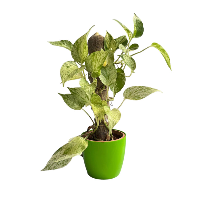 Devil’s ivy (Epipremnum aureum) Golden Pothos Money Plant With White Fiber Pot | Evergreen Indoor Live Plant - Kadiyam Nursery