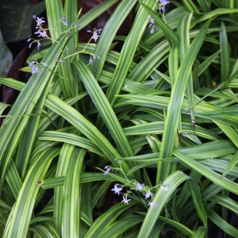 Dianella tasmanica aurea,Green Dianella Grass - Kadiyam Nursery