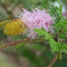 Dichrostachys cinerea,Pink Brush Acasia - Kadiyam Nursery