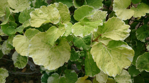 Dinner plate aralia plant - Kadiyam Nursery