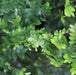 Diospyros bauxifolia, D. microphylla - Kadiyam Nursery