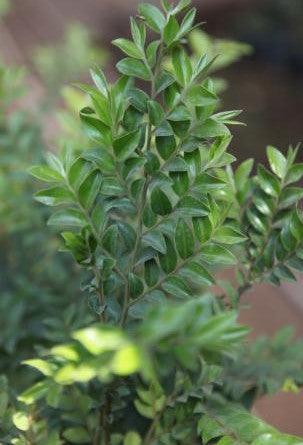 Diospyros bauxifolia, D. microphylla - Kadiyam Nursery