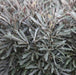 Dizygotheca elegantissima castor,Dizygotheca Elegantissima Castor - Kadiyam Nursery