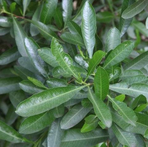 Dodonaea viscosa,Hopseed Bush, Hop Bush - Kadiyam Nursery