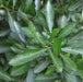 Dodonaea viscosa,Hopseed Bush, Hop Bush - Kadiyam Nursery