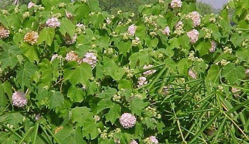 Dombeya natalensis,Dombeya Light Pink - Kadiyam Nursery