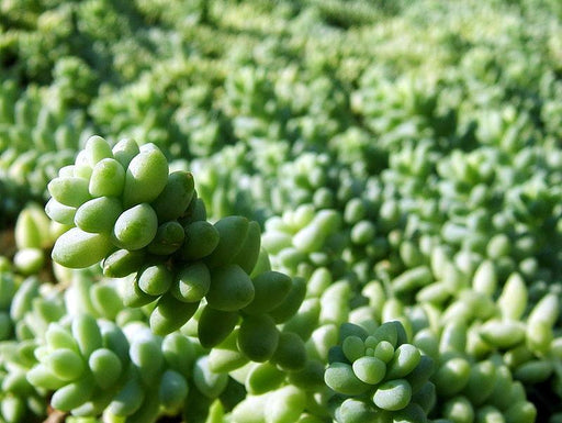 Donkey tail plant - Kadiyam Nursery