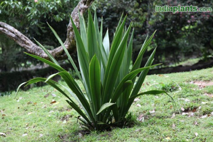 Doryanthes excelsa,Globe Spear Lily - Kadiyam Nursery