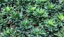 Dracaena deremensis compacta,Dracaena Compacta - Green, Dwarf Bouquet - Kadiyam Nursery