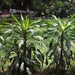 Dracaena fragrans,Dracaena Fragrans (green), Corn Plant, Sprouting Cane - Kadiyam Nursery