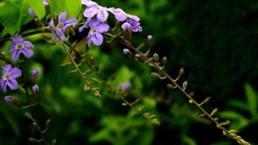 Duranta repens plant - Kadiyam Nursery