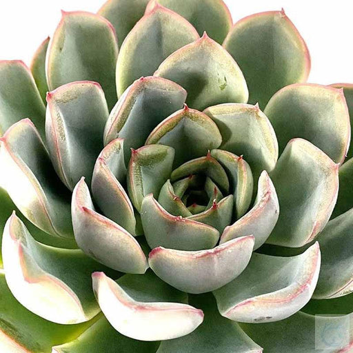 Echeveria Tippy plants - Kadiyam Nursery