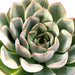 Echeveria Tippy plants - Kadiyam Nursery